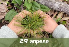 Приглашаем на «День кедра»!